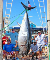 bluefin tuna