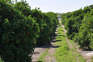 Citrus grove