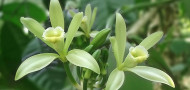 vanilla spice flower