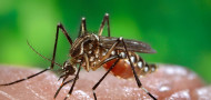 female Aedes aegypti mosquito