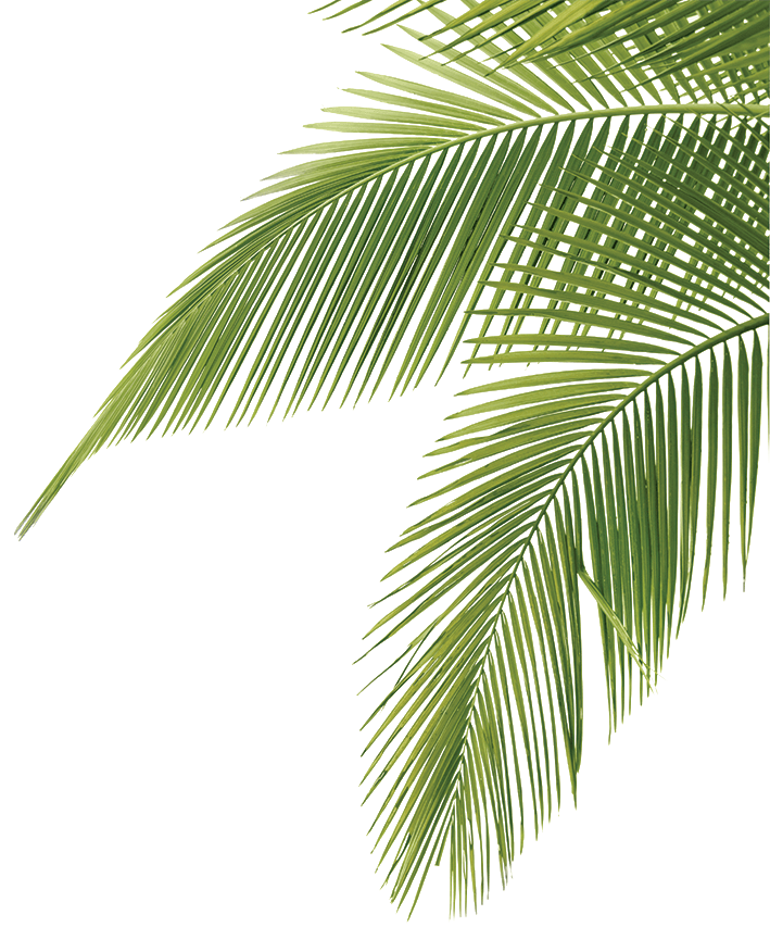 palm_fronds.png PNG Image, 709 × 853 pixels  Jungle Plants 