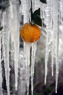 Orange freeze