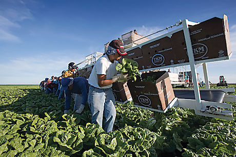 Workers harvest lettuce for TKM Farms in Belle Glade