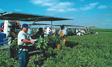 Duda Workers harvest celery in Belle Glade