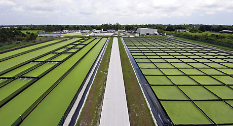 Petro Algae
