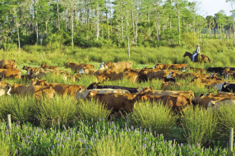 Deseret Ranches of Florida