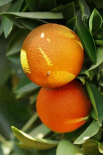Naval Oranges