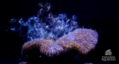   flroida coral