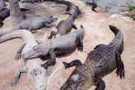 Alligator business