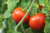 UF-bred tomatoes