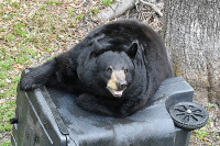 Bear on trash can