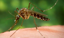 Adult female mosquito, Aedes aegypti