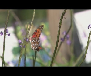 How to attract butterflies to a Florida garden